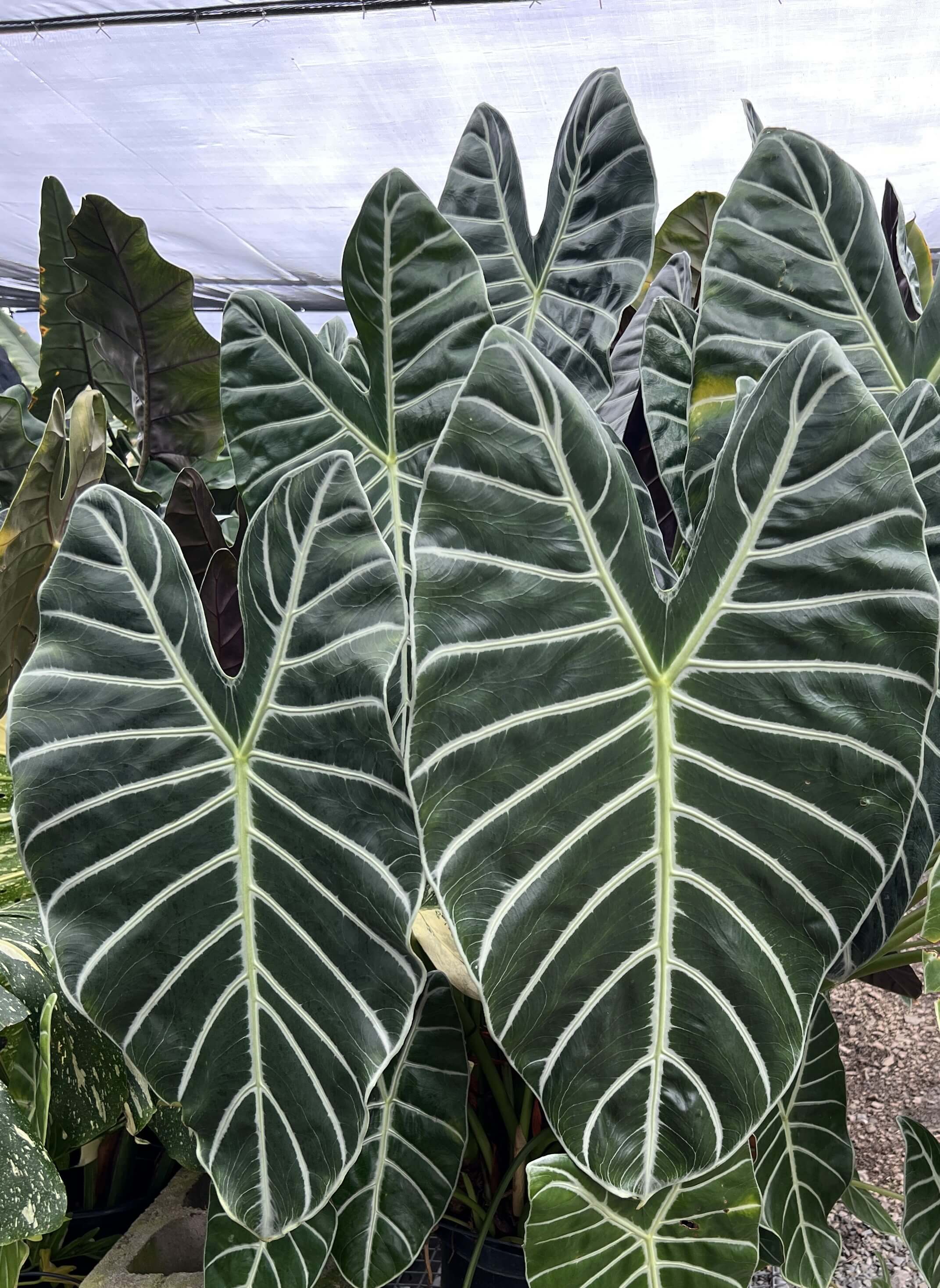 All Plants | Fantastic Gardens Hawaii